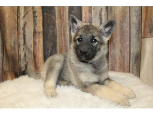 Norwegian Elkhound-DOG-Female-Black / Silver-16568-Petland Racine, Wisconsin