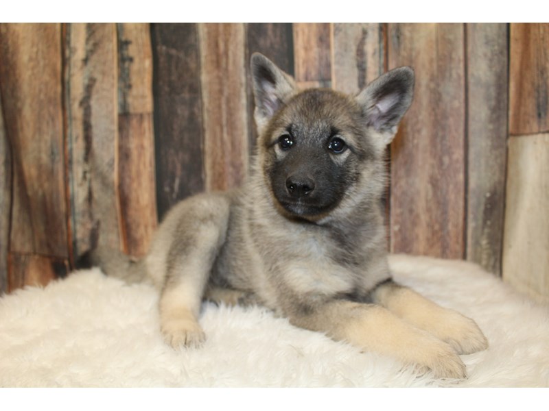 Norwegian Elkhound
