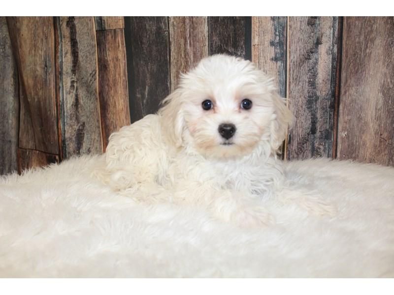 Havanese