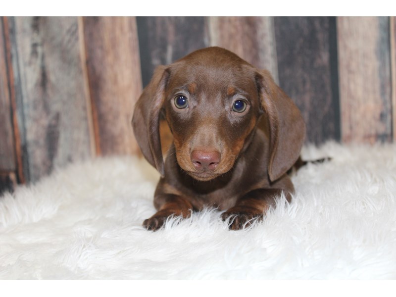 Dachshund