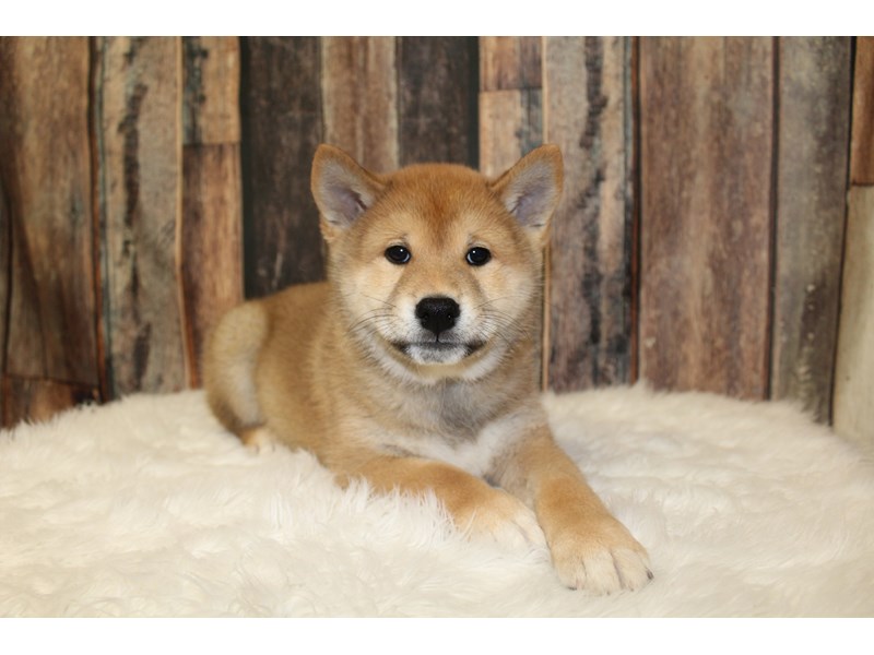 Shiba Inu