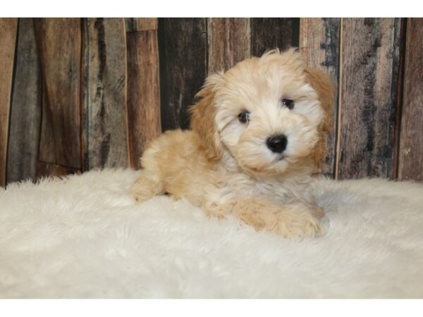 Min Schnauzer-DOG-Male-Apricot-16572-Petland Racine, Wisconsin