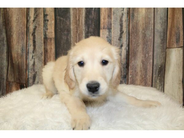 Golden Retriever-DOG-Female-Golden-16578-Petland Racine, Wisconsin