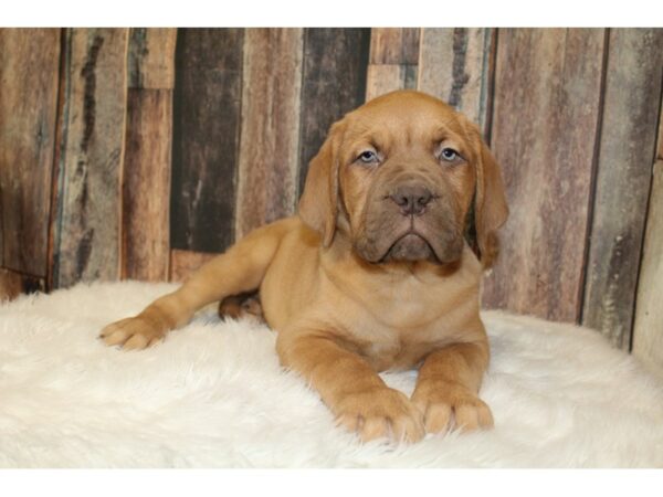 Dogue de Bordeaux DOG Male Red 16579 Petland Racine, Wisconsin