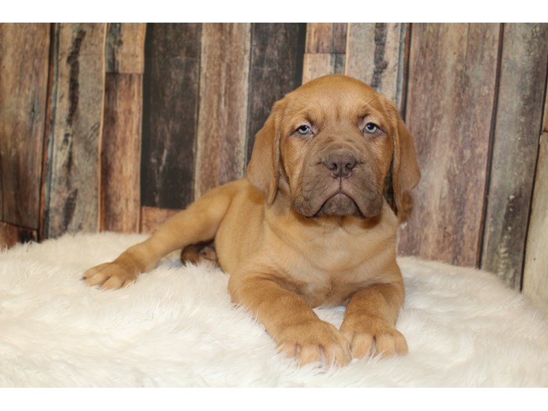 Dogue De Bordeaux