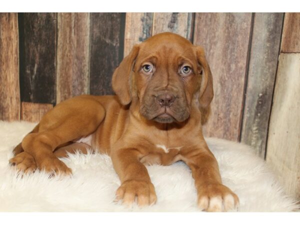 Dogue de Bordeaux DOG Female Red 16580 Petland Racine, Wisconsin