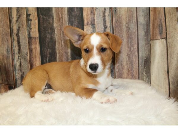 Corgi Mix-DOG-Male-Sable/White-16582-Petland Racine, Wisconsin