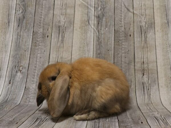 Mini Lop-RABBIT-Female--26321-Petland Racine, Wisconsin