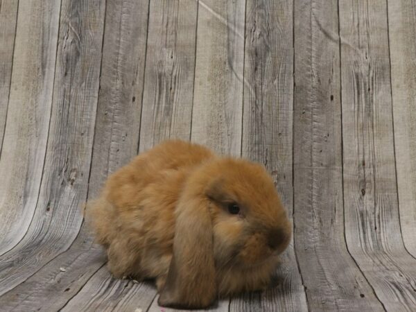 Mini Lop-RABBIT-Female--26322-Petland Racine, Wisconsin