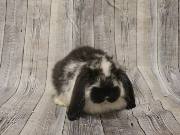 Mini Lop RABBIT Female 26324 Petland Racine, Wisconsin