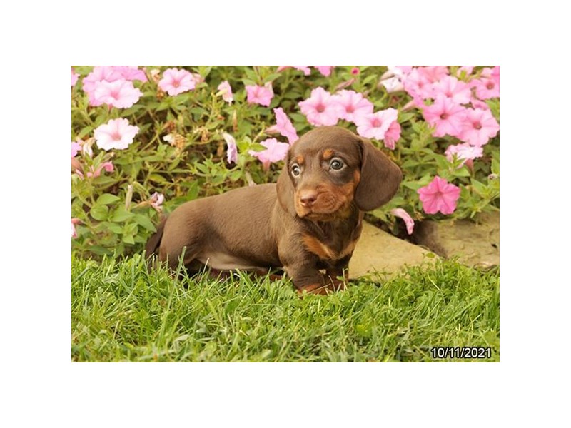 Dachshund