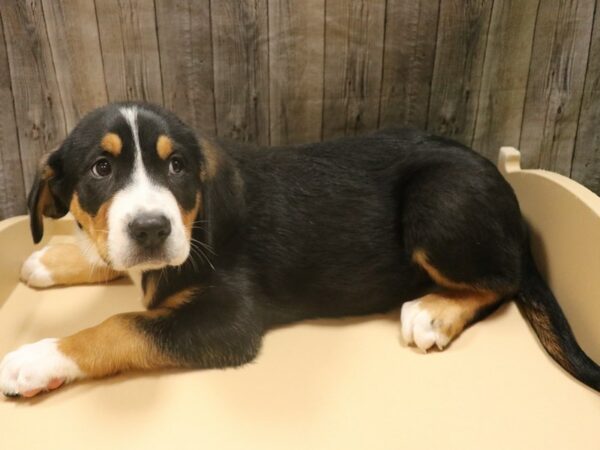 Greater Swiss Mountain Dog DOG Male Black, White / Red 26337 Petland Racine, Wisconsin