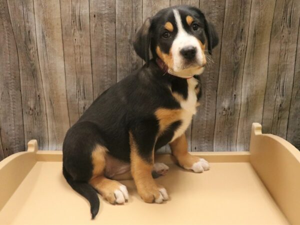 Greater Swiss Mountain Dog DOG Female Black, White / Red 26336 Petland Racine, Wisconsin