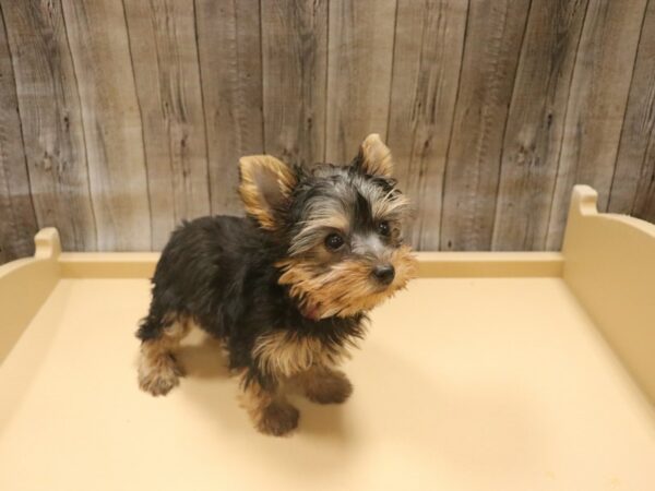 Yorkshire Terrier DOG Female Black / Tan 26335 Petland Racine, Wisconsin