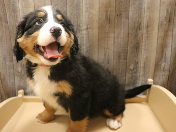 Bernese Mountain Dog DOG Female Black White / Tan 26334 Petland Racine, Wisconsin