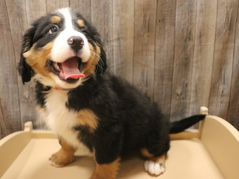 Bernese Mountain Dog