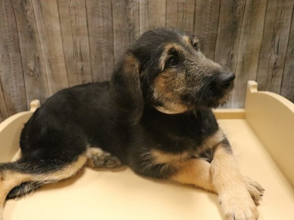 German Shepherd/ Poodle DOG Female Black / Tan 26332 Petland Racine, Wisconsin