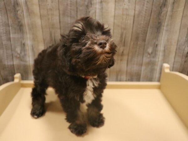 Schnorkie-DOG-Female-Black / White-26328-Petland Racine, Wisconsin