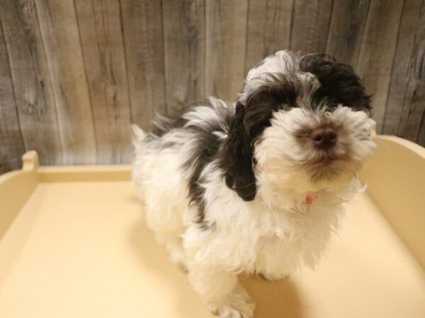 Havapoo DOG Female Chocolate / White 26327 Petland Racine, Wisconsin