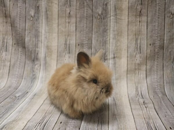 Lionhead-RABBIT-Female--26338-Petland Racine, Wisconsin