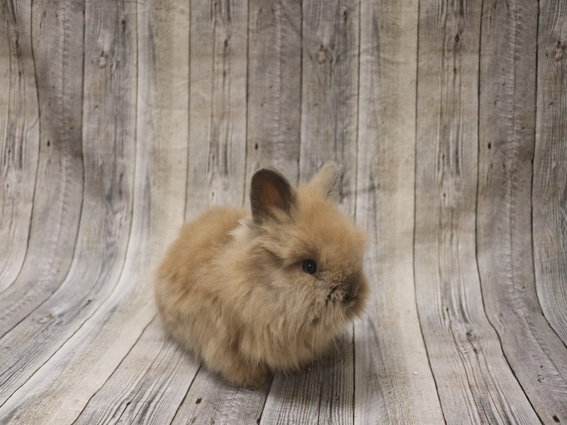 Lionhead
