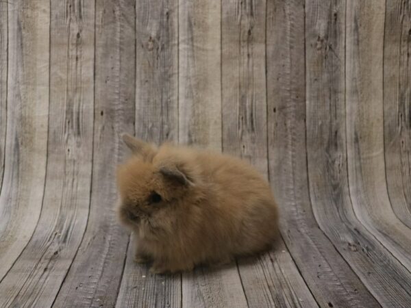 Lionhead-RABBIT-Female--26339-Petland Racine, Wisconsin