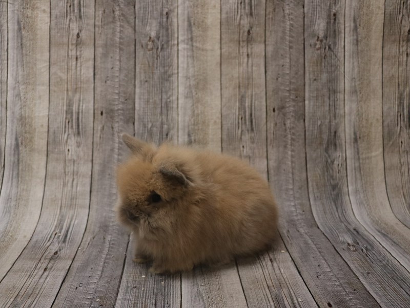 Lionhead