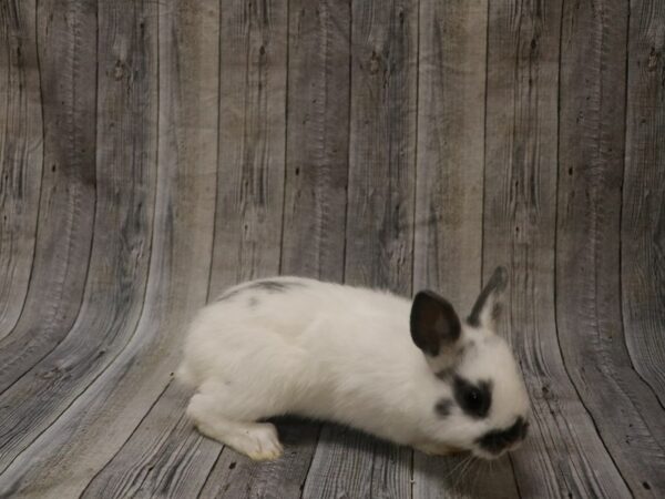 Netherland Dwarf-RABBIT-Male--26344-Petland Racine, Wisconsin