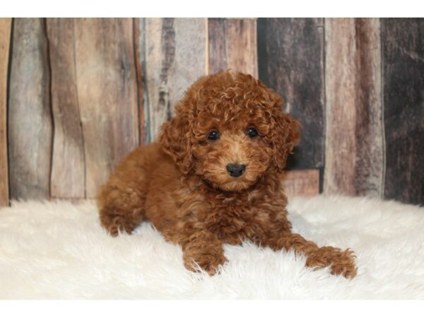 Poodle-DOG-Female-Red-16584-Petland Racine, Wisconsin