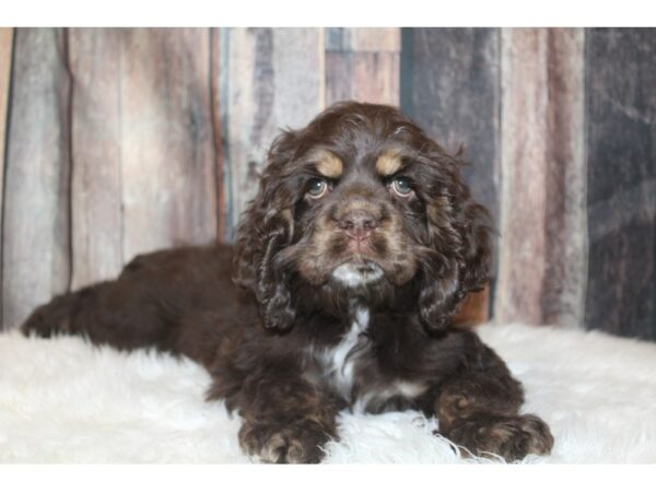 Cocker Spaniel-DOG-Male-Chocolate-16585-Petland Racine, Wisconsin