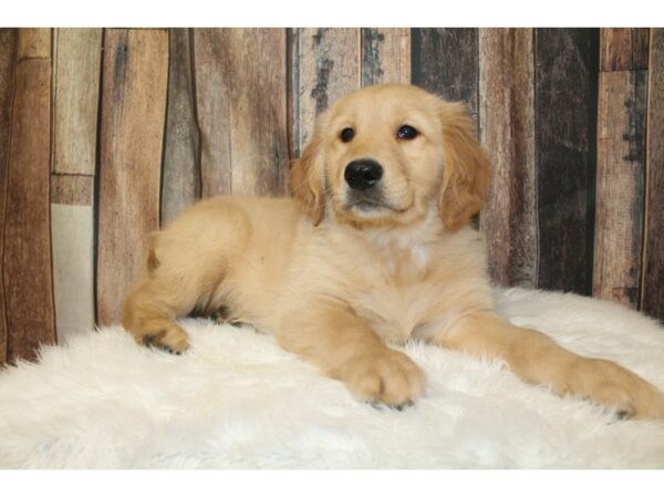 Golden Retriever-DOG-Male-Cream-16588-Petland Racine, Wisconsin