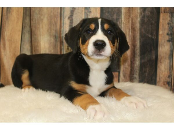 Greater Swiss Mountain Dog DOG Female Black, White / Red 16589 Petland Racine, Wisconsin