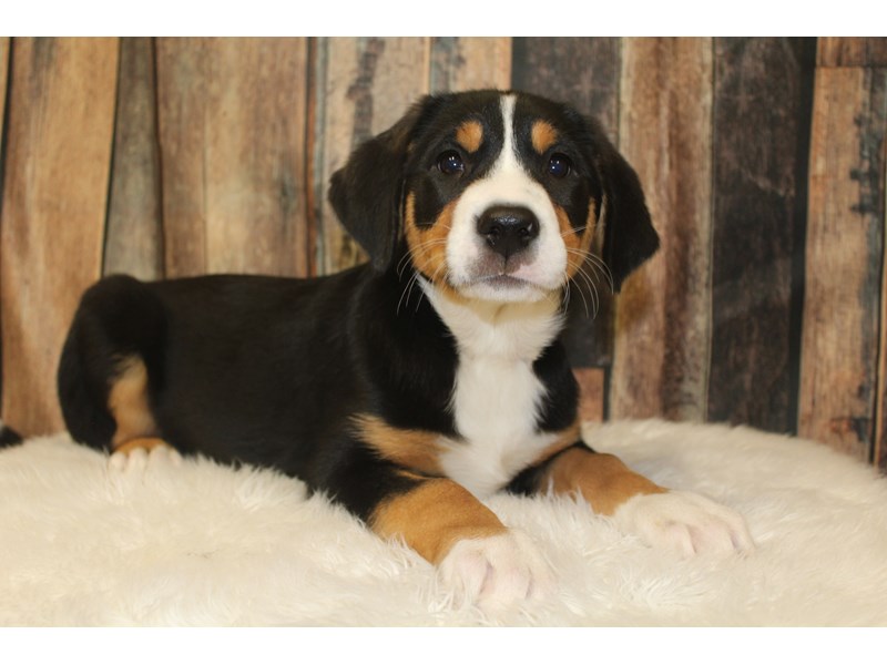 Greater Swiss Mountain Dog