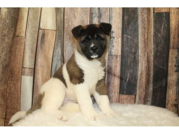 Akita DOG Female Black / White 16590 Petland Racine, Wisconsin