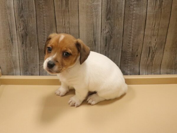 Jack Russell Terrier-DOG-Male-BROWN/WHITE-26362-Petland Racine, Wisconsin