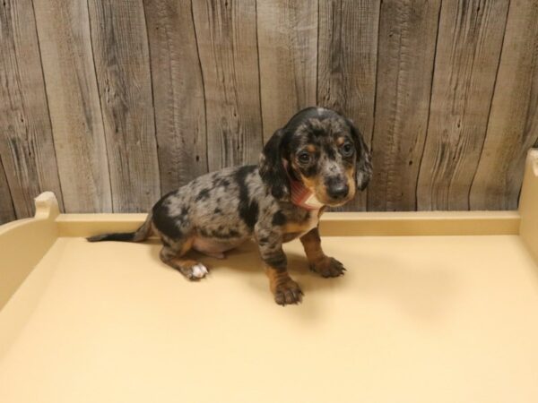 Dachshund-DOG-Male-blue dapple-26359-Petland Racine, Wisconsin