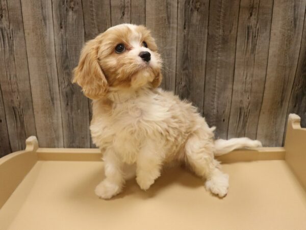 Cavachon-DOG-Male-Blenheim-26357-Petland Racine, Wisconsin