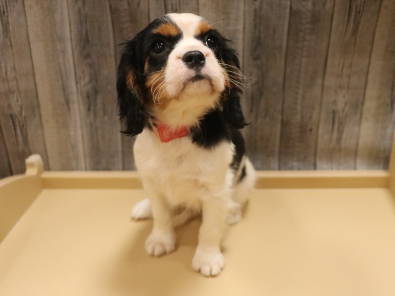 Cavalier King Charles Spaniel