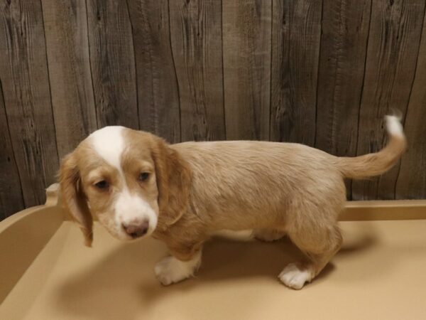 Dachshund-DOG-Male-Cream-26355-Petland Racine, Wisconsin