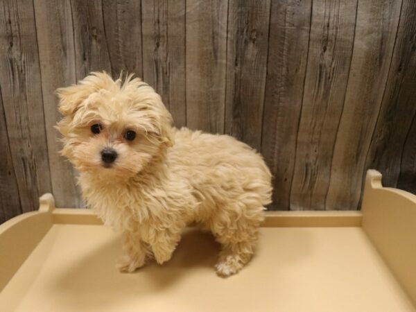 Maltese/Poodle-DOG-Male-Apricot-26354-Petland Racine, Wisconsin