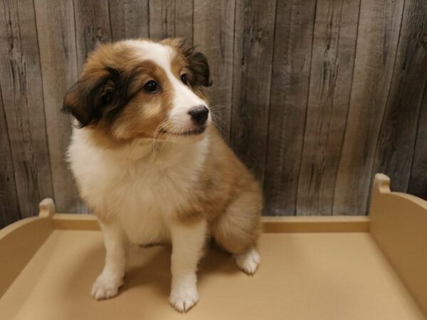 Shetland Sheepdog DOG Male Sable / White 26353 Petland Racine, Wisconsin