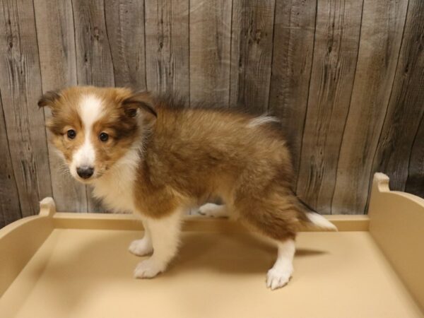 Shetland Sheepdog DOG Female Sable / White 26352 Petland Racine, Wisconsin