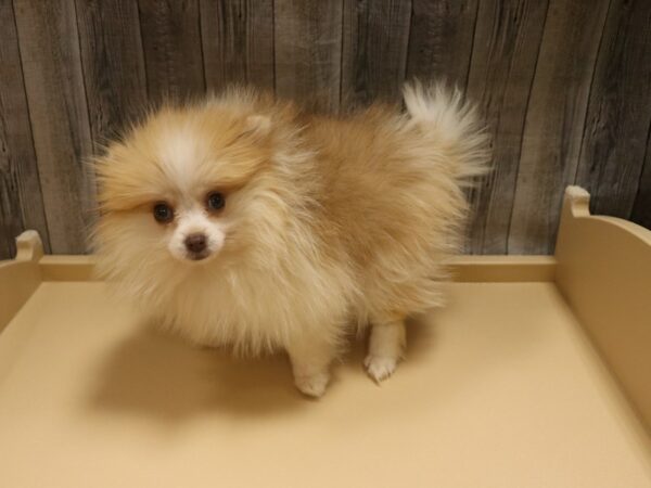 Pomeranian-DOG-Female-Sable / White-26351-Petland Racine, Wisconsin