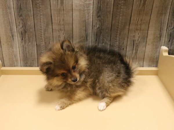 Pomeranian-DOG-Female-Chestnut-26350-Petland Racine, Wisconsin