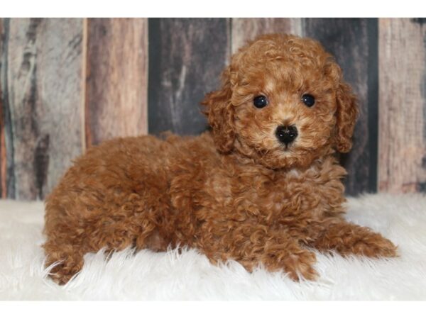 Poodle DOG Male Red 16593 Petland Racine, Wisconsin