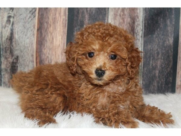 Poodle DOG Female Red 16594 Petland Racine, Wisconsin