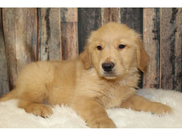 Golden Retriever-DOG-Male-Cream-16598-Petland Racine, Wisconsin