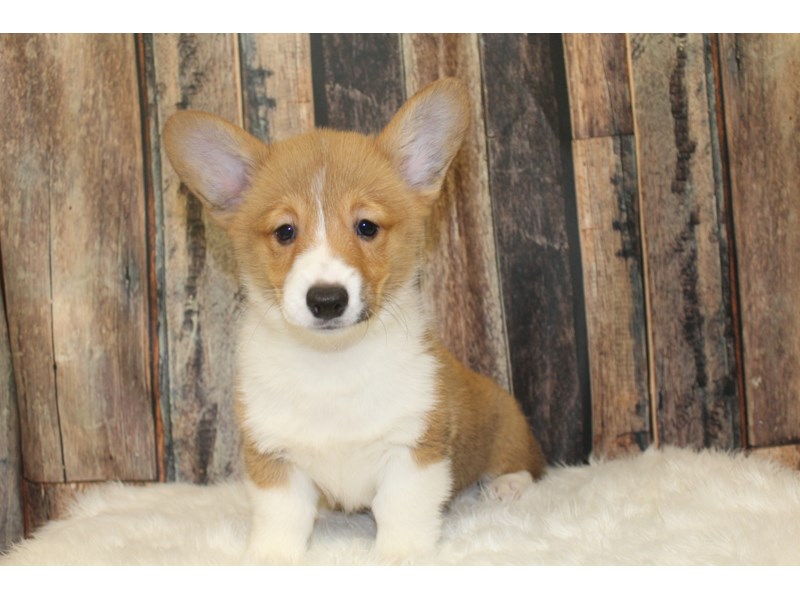 Pembroke Welsh Corgi