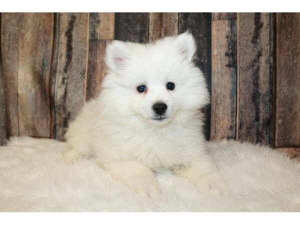 American Eskimo Dog-DOG-Male-White-16601-Petland Racine, Wisconsin