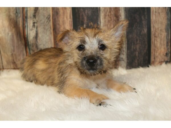 Cairn Terrier DOG Male Wheaten 16603 Petland Racine, Wisconsin